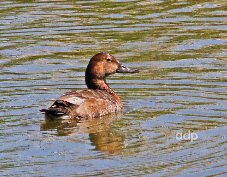 Quinta de Lago IMG_2400 qst800c Pochard f QL.jpg